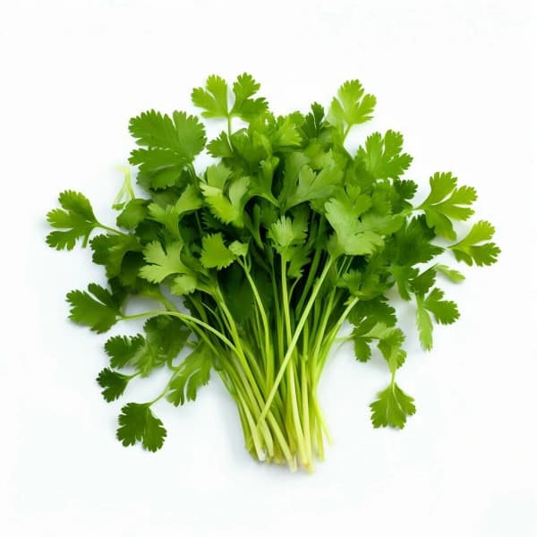 Кинза пучок