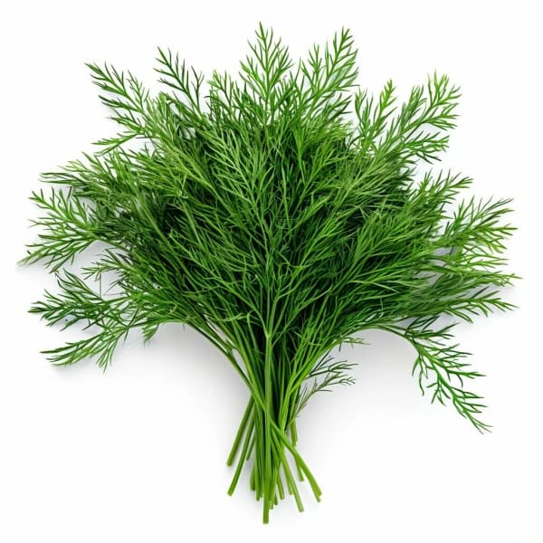 Укроп пучок 