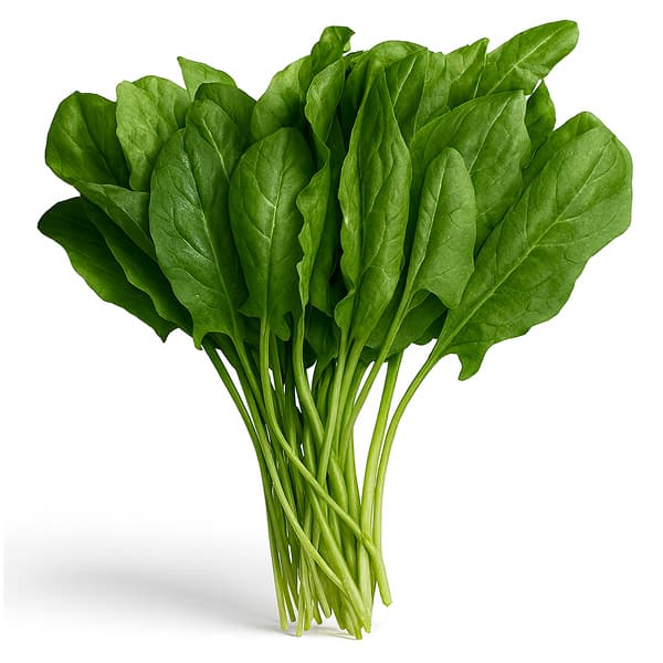 Щавель пучок