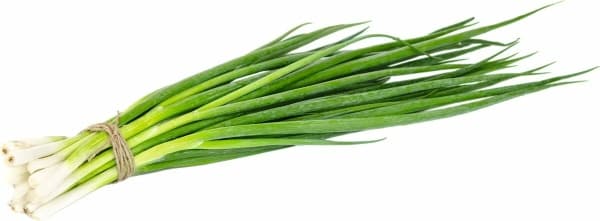 Зеленый лук пучок
